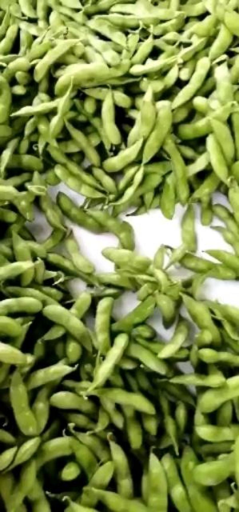 精品翠绿宝毛豆/价格便宜/质量杠杠/产地直销
