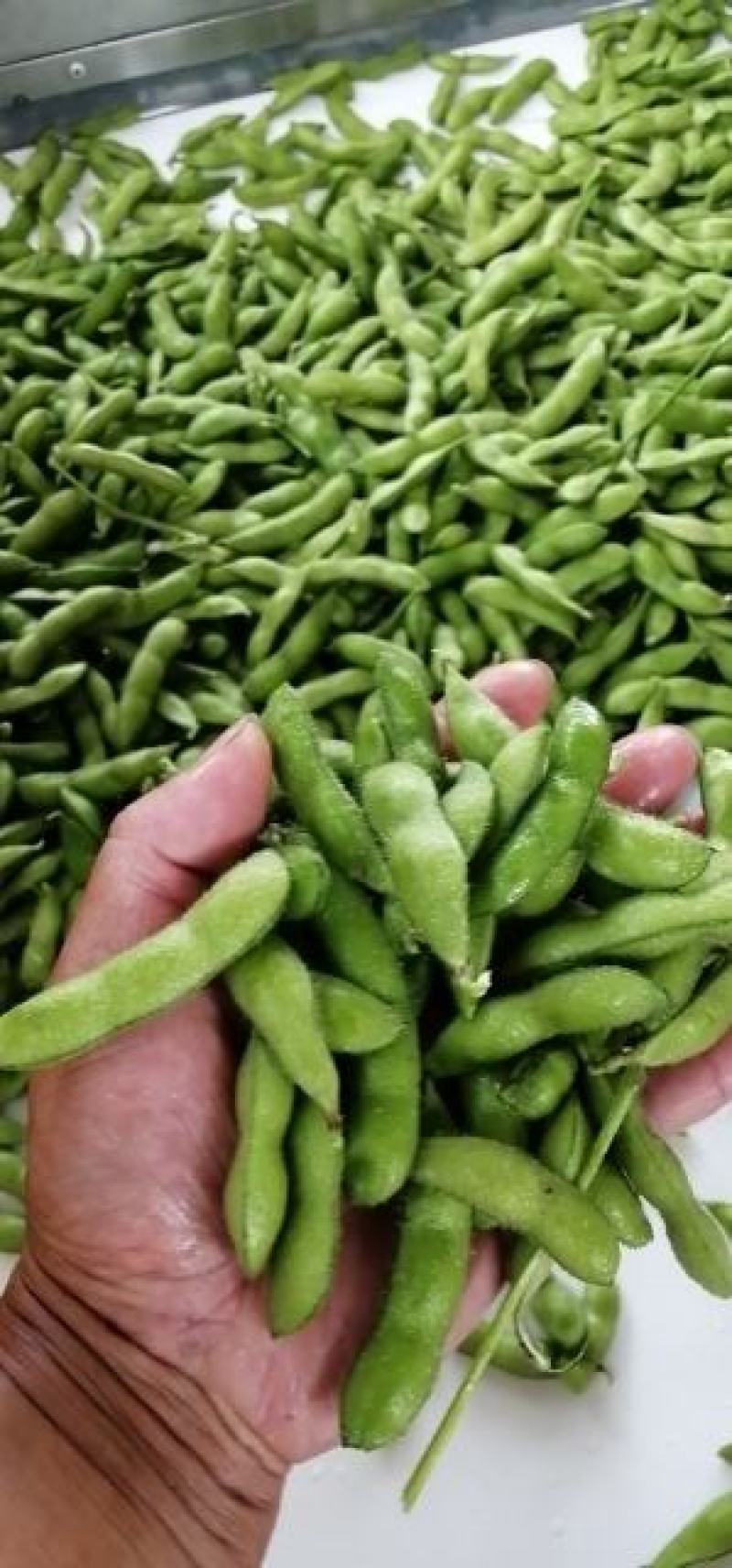 精品翠绿宝毛豆/价格便宜/质量杠杠/产地直销