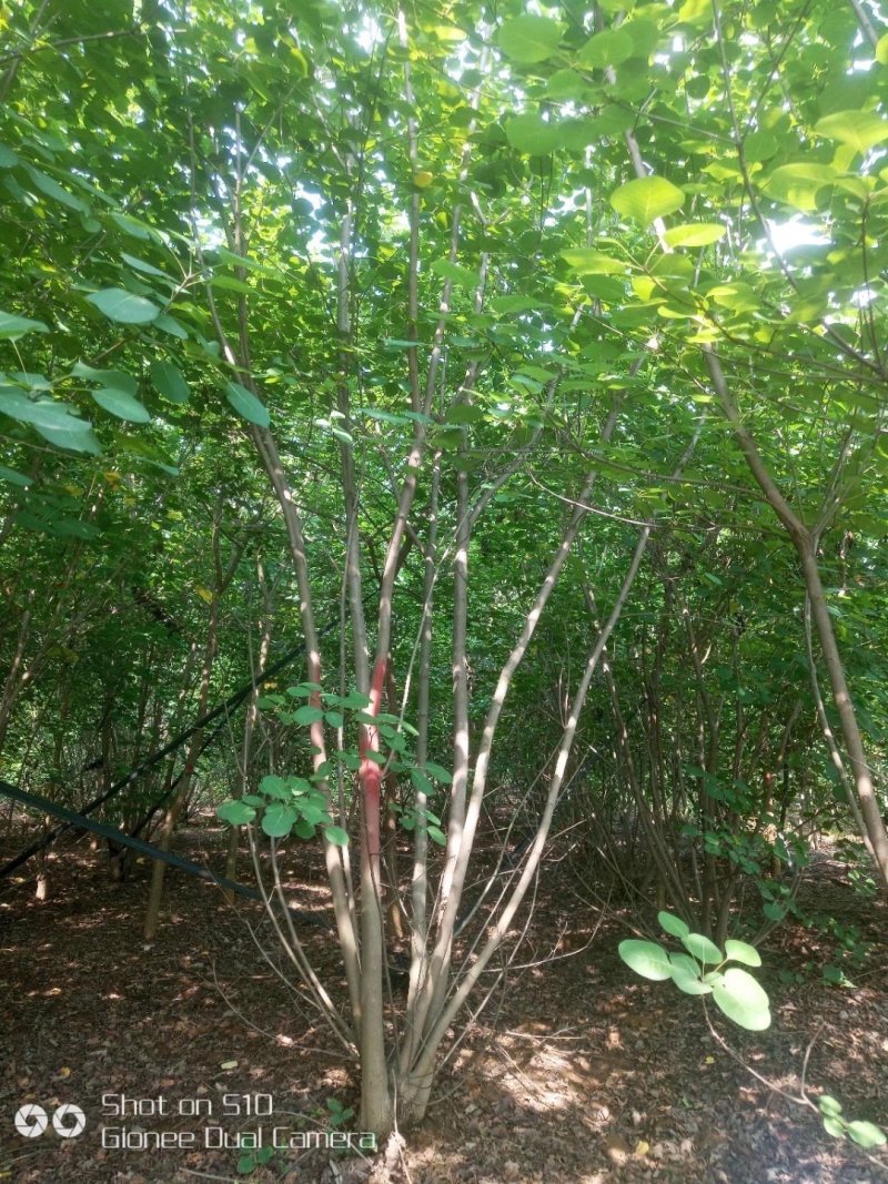 河南南阳供应丛生黄栌，独杆黄栌，精品黄栌，