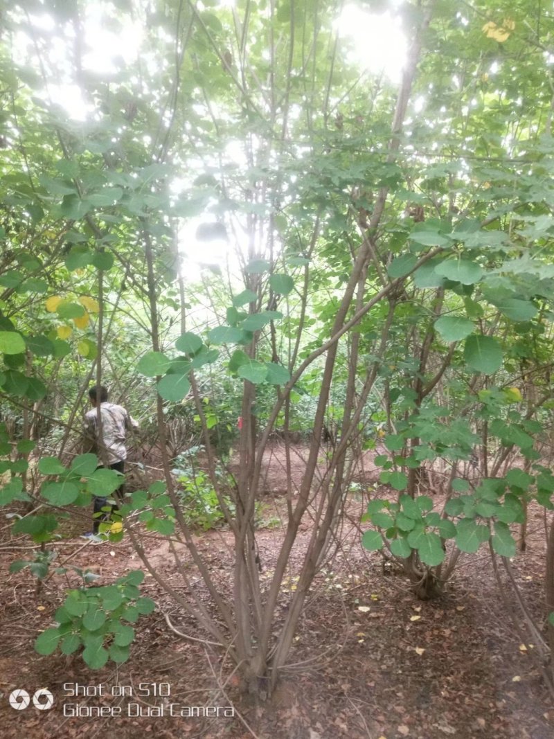河南南阳供应丛生黄栌，独杆黄栌，精品黄栌，