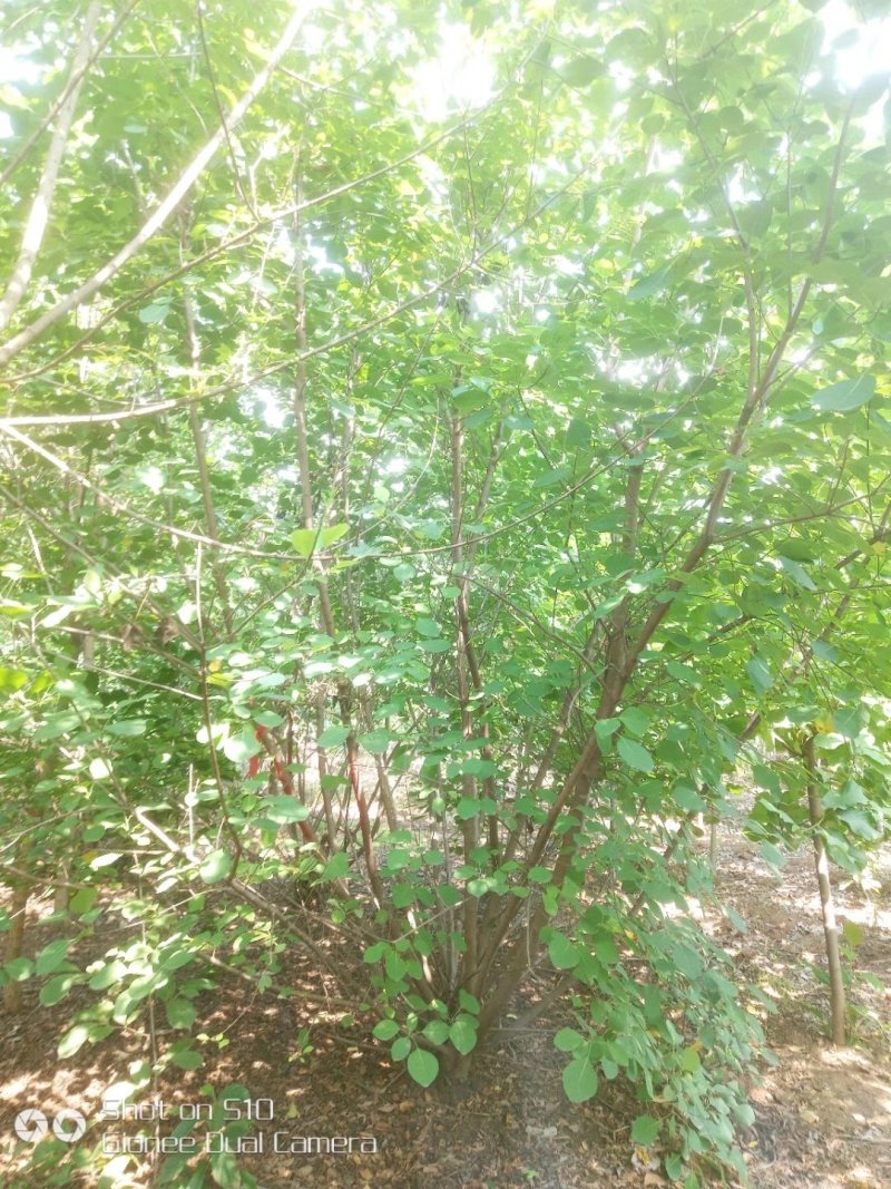 河南南阳供应丛生黄栌，独杆黄栌，精品黄栌，