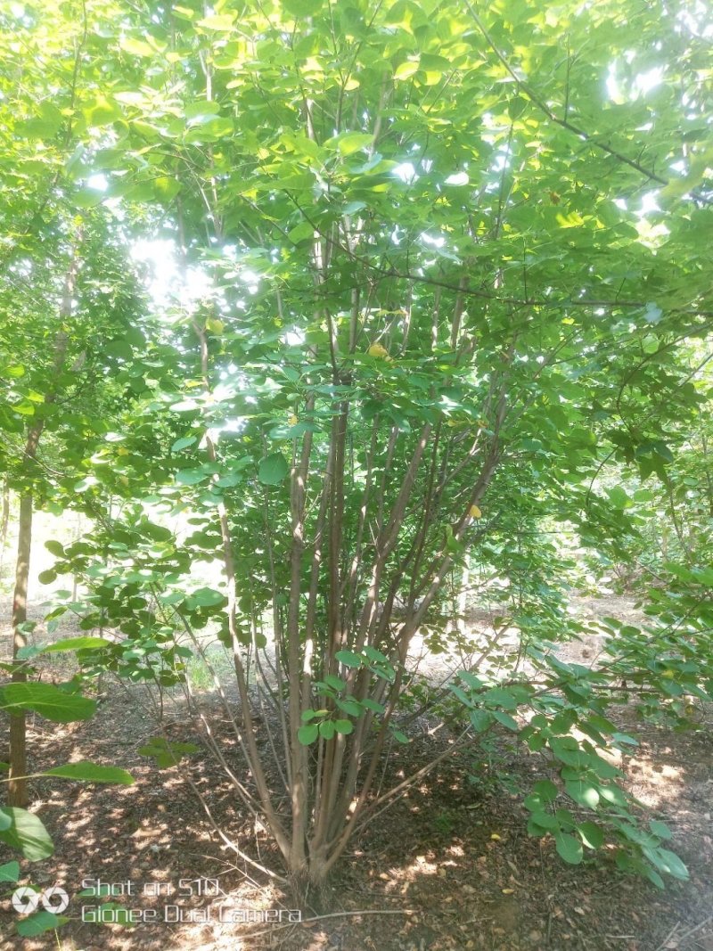 河南南阳供应丛生黄栌，独杆黄栌，精品黄栌，