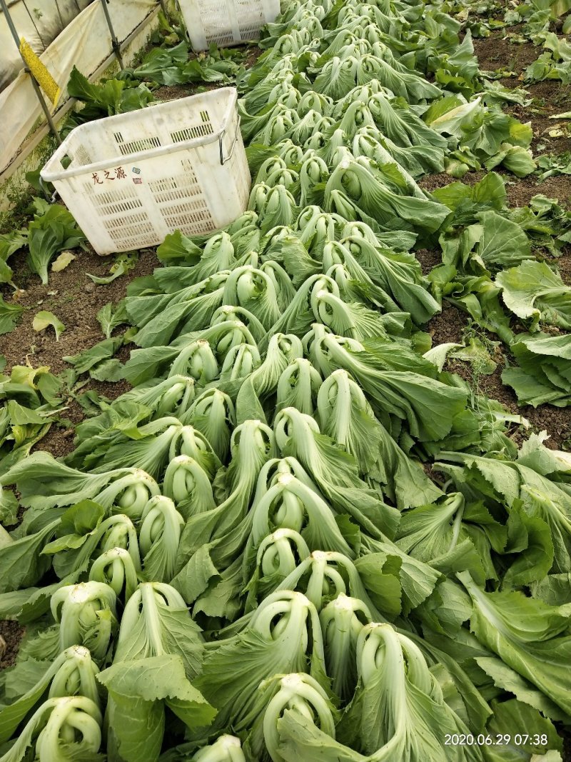 基地蔬菜，安检蔬菜，苦菜