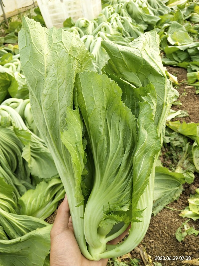 基地蔬菜，安检蔬菜，苦菜