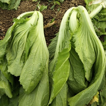 基地蔬菜，安检蔬菜，苦菜