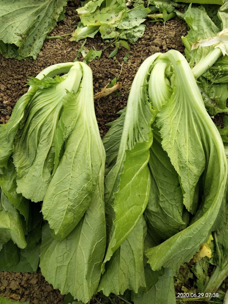 基地蔬菜，安检蔬菜，苦菜