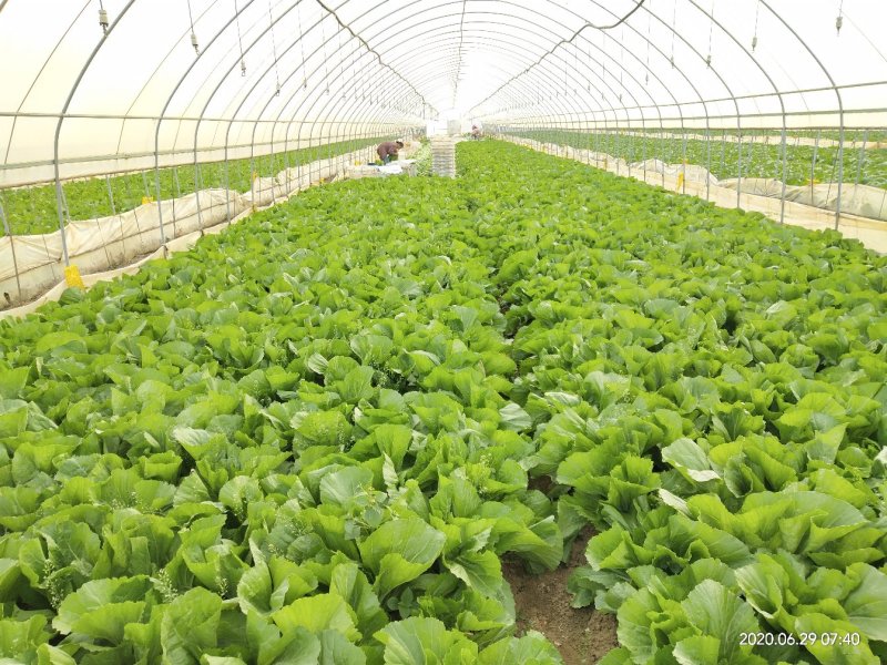 基地蔬菜，安检蔬菜，苦菜