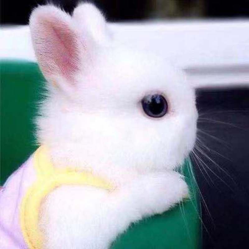 小兔子活体侏儒兔迷你长不大小型公主熊猫垂耳小白兔小型宠物