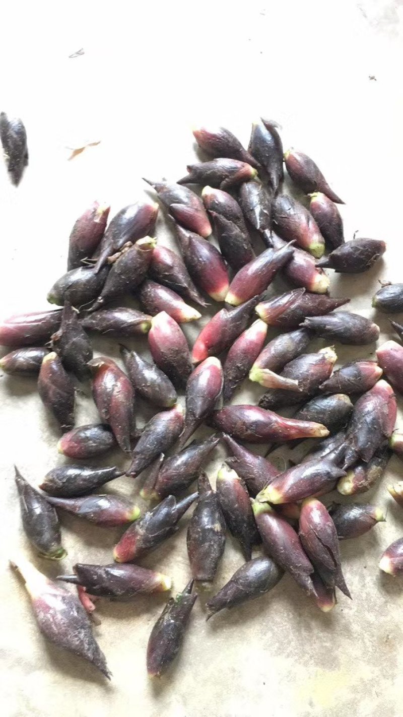 黑阳荷