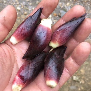 黑阳荷