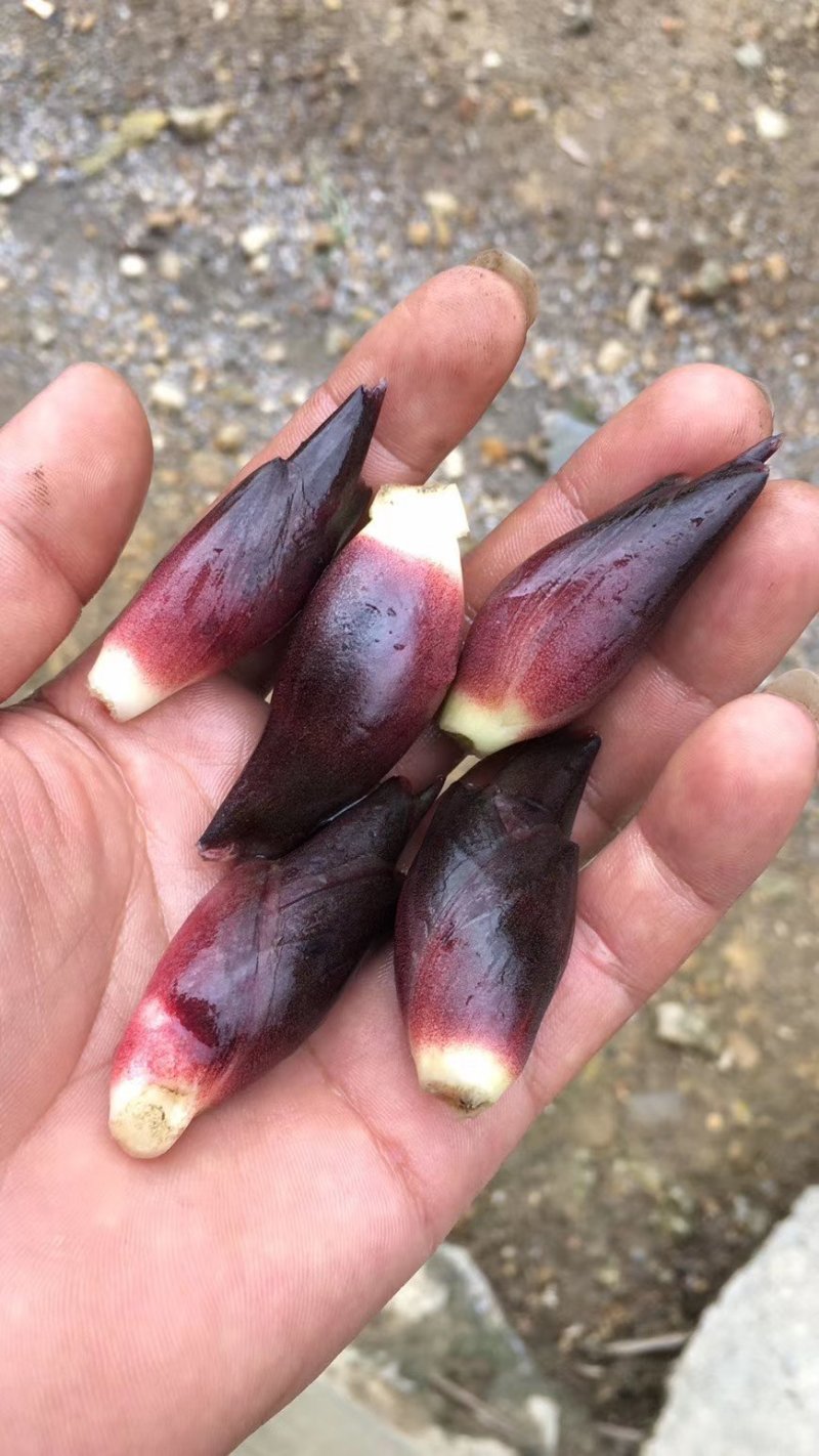 黑阳荷