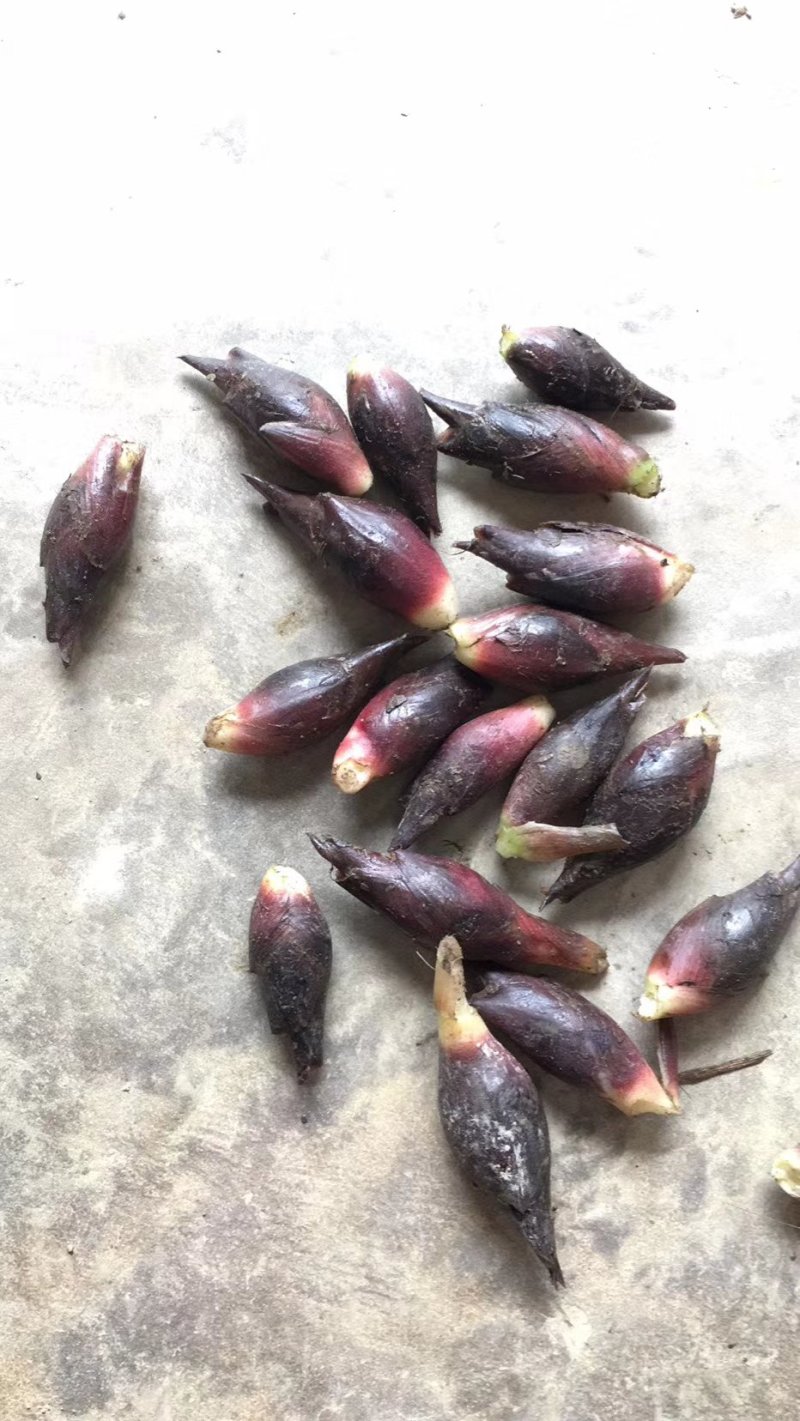 黑阳荷