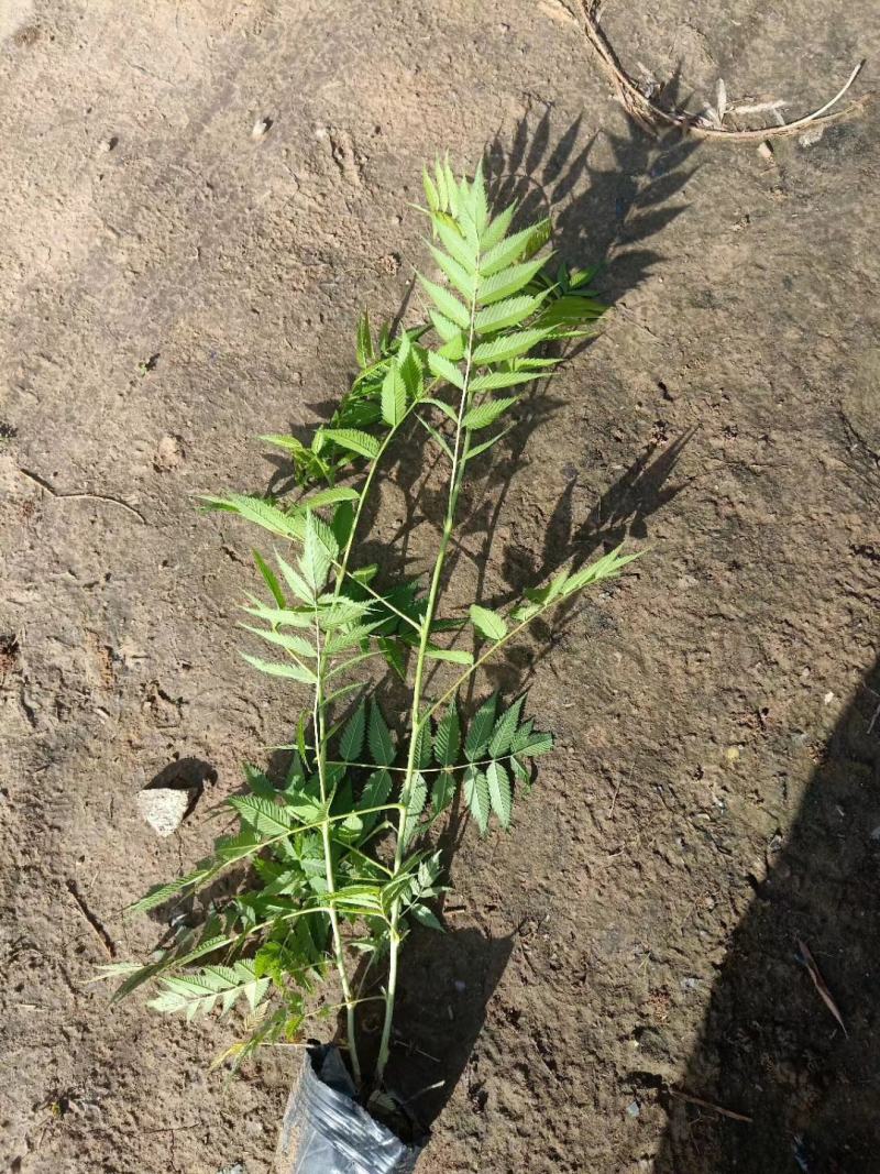 珍珠梅，基地直销，常年销售各种绿化苗木。