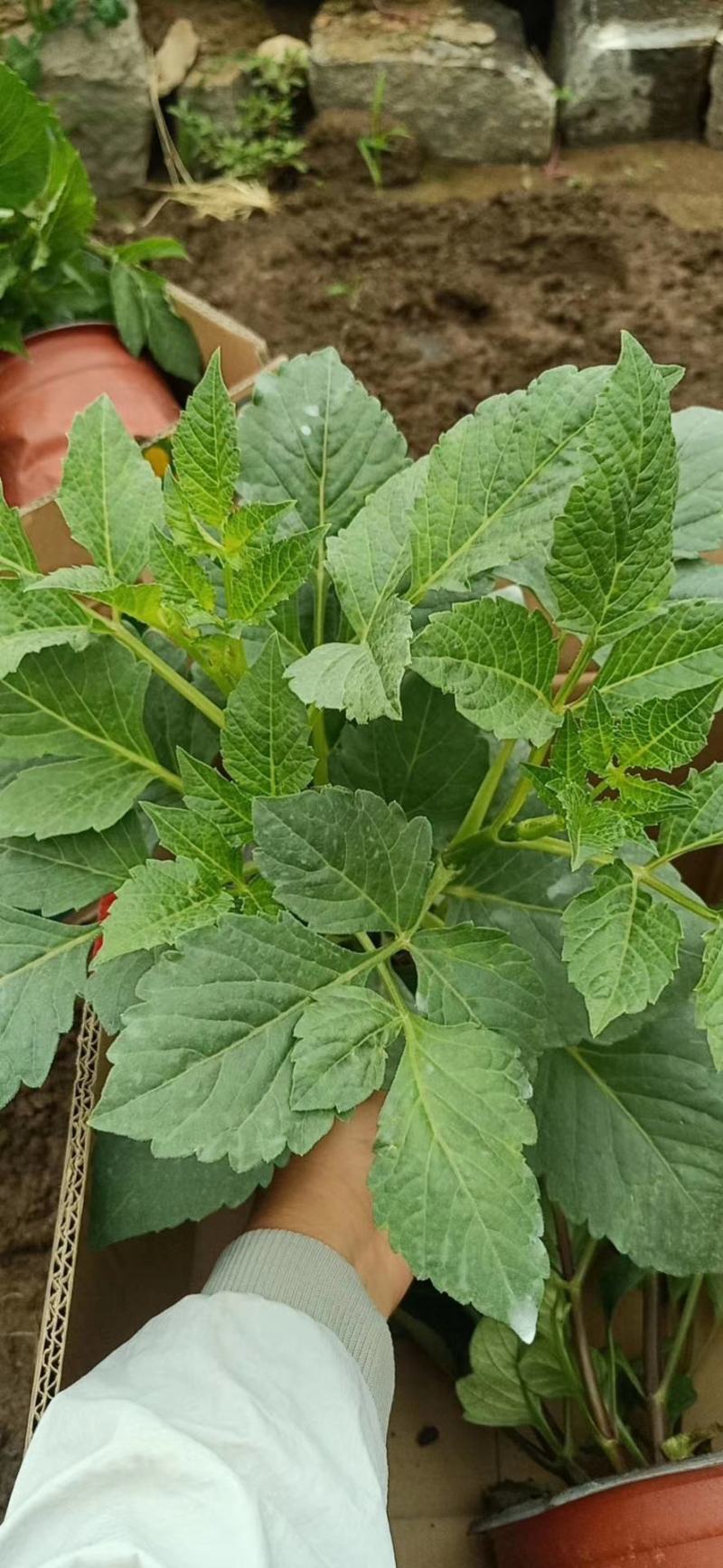 大丽花，基地直销，常年销售各种绿化苗木。