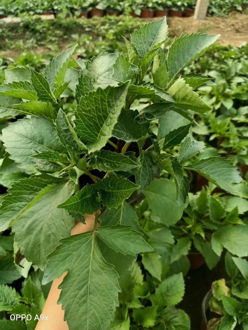 大丽花，基地直销，常年销售各种绿化苗木。