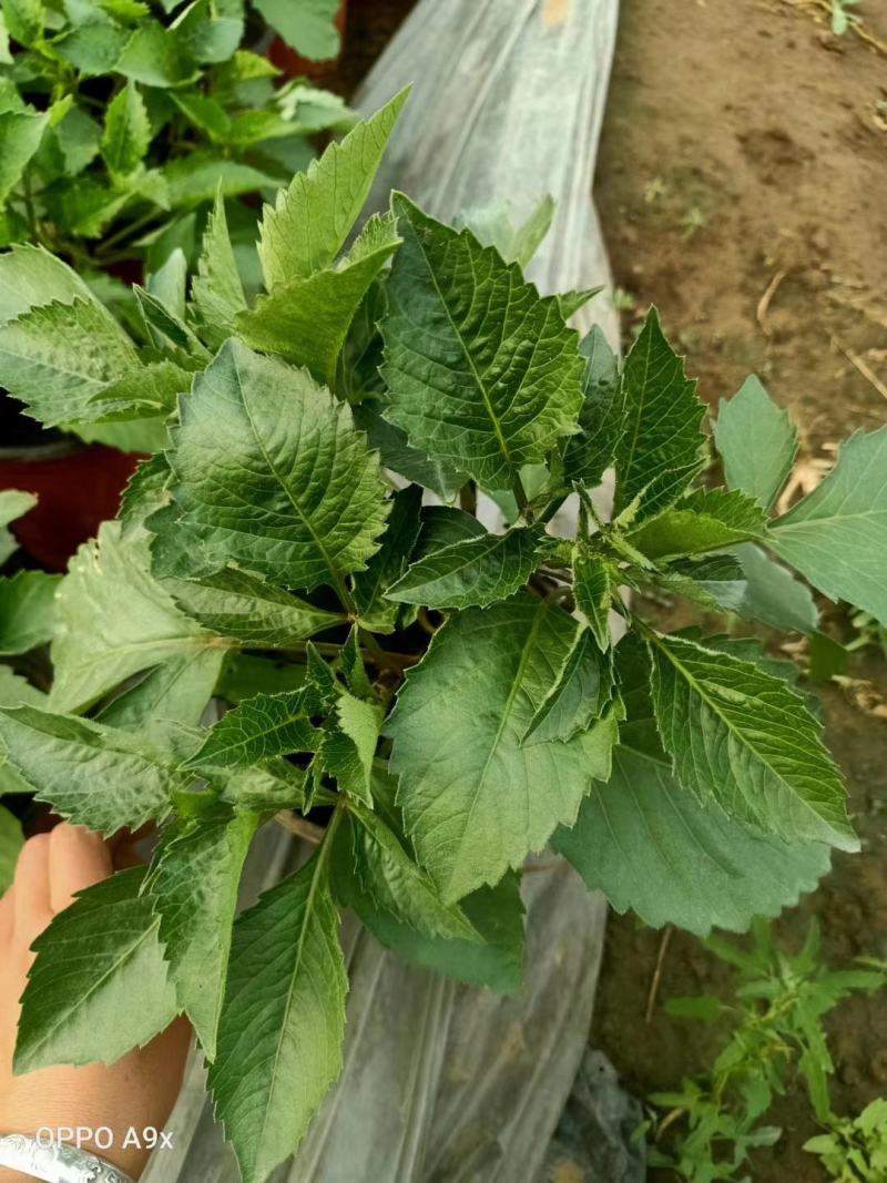 大丽花，基地直销，常年销售各种绿化苗木。