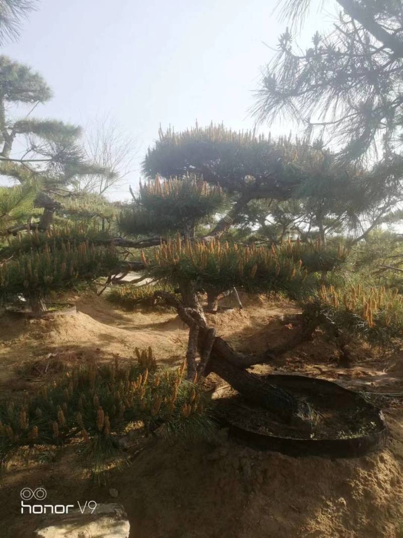 泰山景松，泰山造型松泰山望人松视频看货
