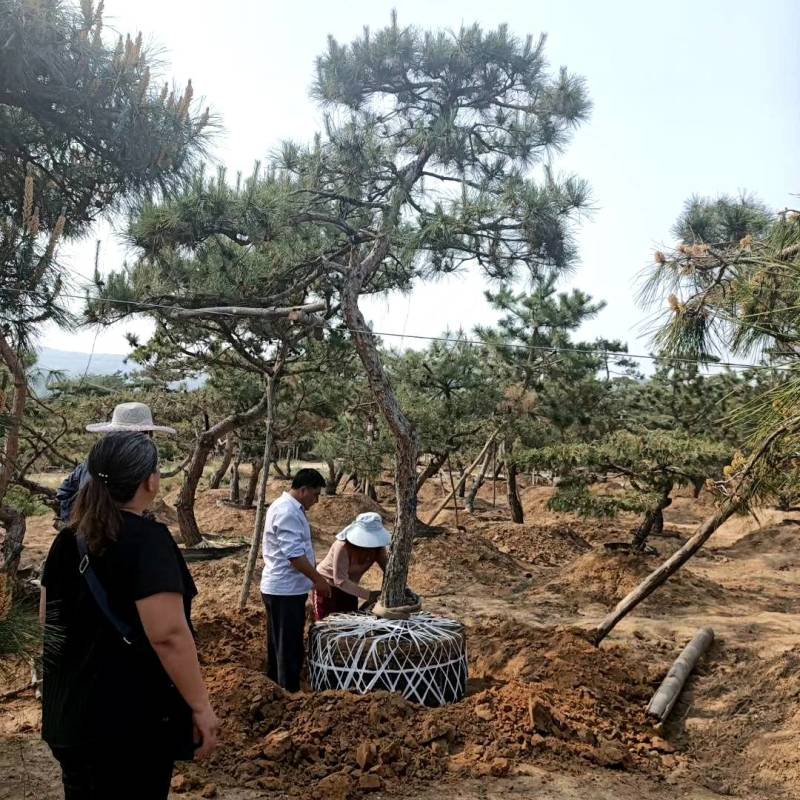 泰山景松，泰山造型松泰山望人松视频看货