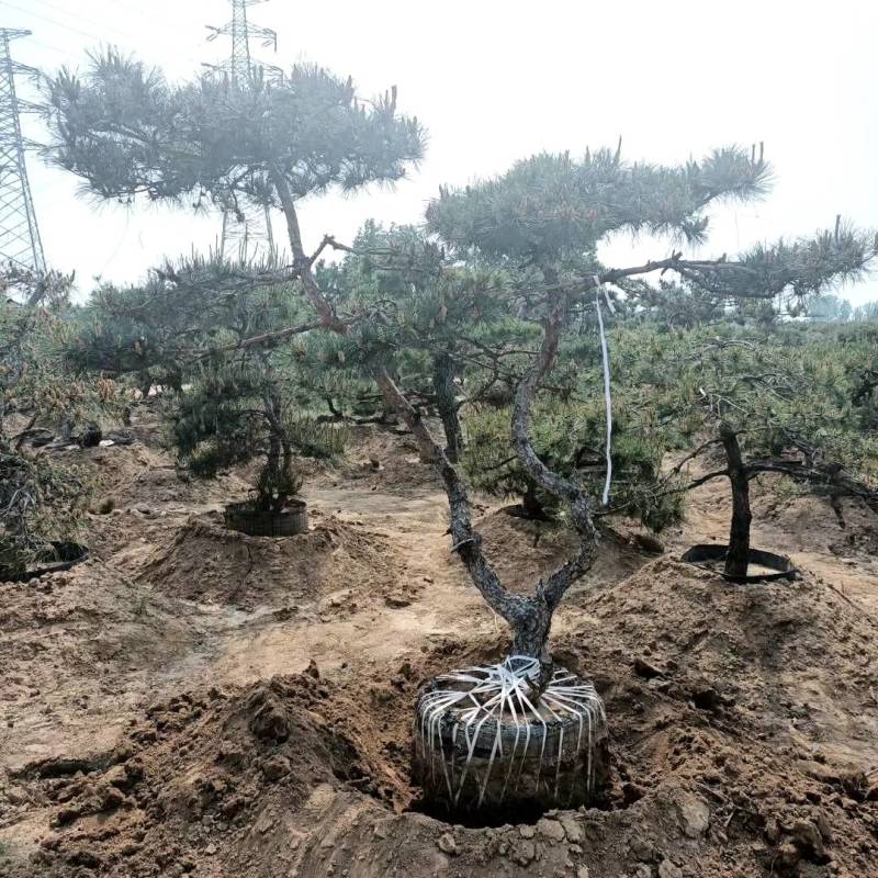 泰山景松，泰山造型松泰山望人松视频看货