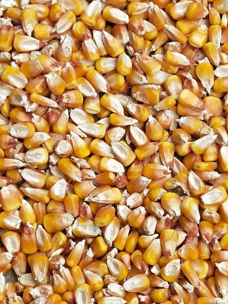 小麦玉米