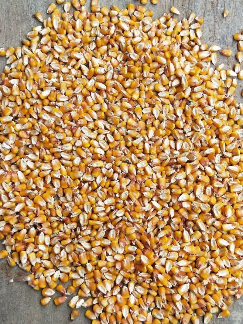 小麦玉米
