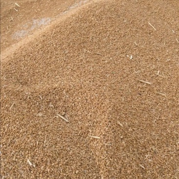 小麦玉米