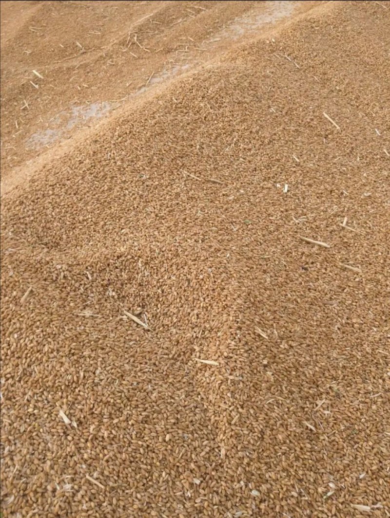 小麦玉米