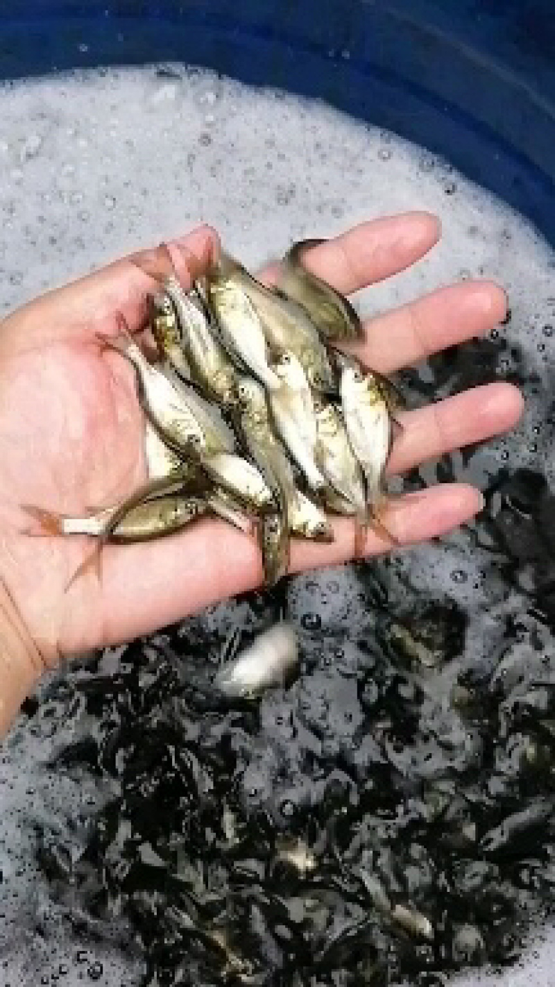 【花鲢鱼苗】优质鱼苗。质量保证。成活率高