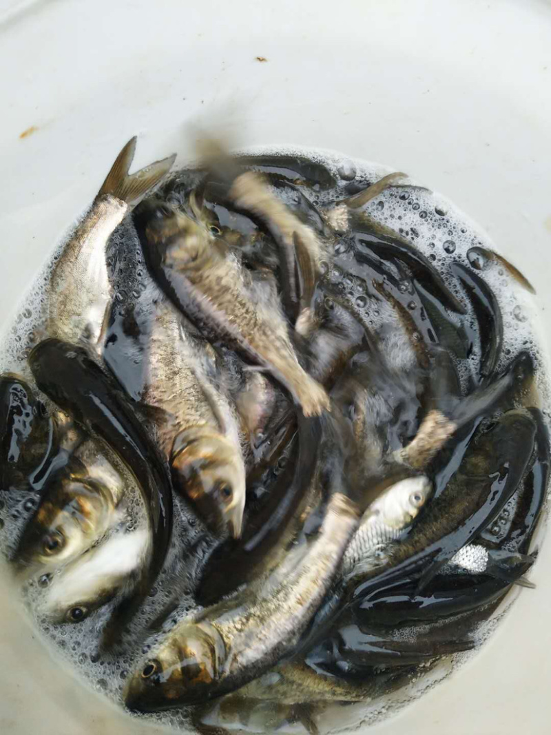 【花鲢鱼苗】优质鱼苗。质量保证。成活率高