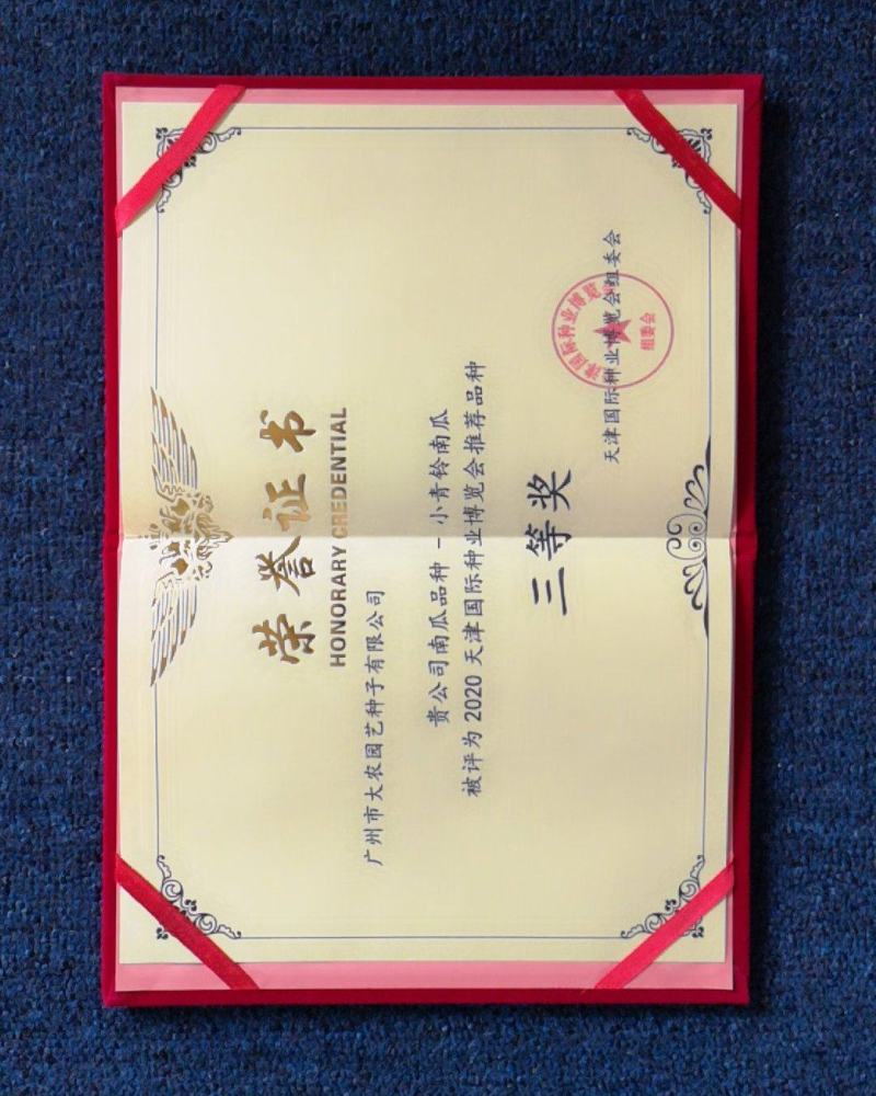 新型黄肉菜用南瓜小青铃南瓜较早熟瓜多较抗病