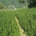 基地直销红豆杉0.5公分1公分2公分3公分品种