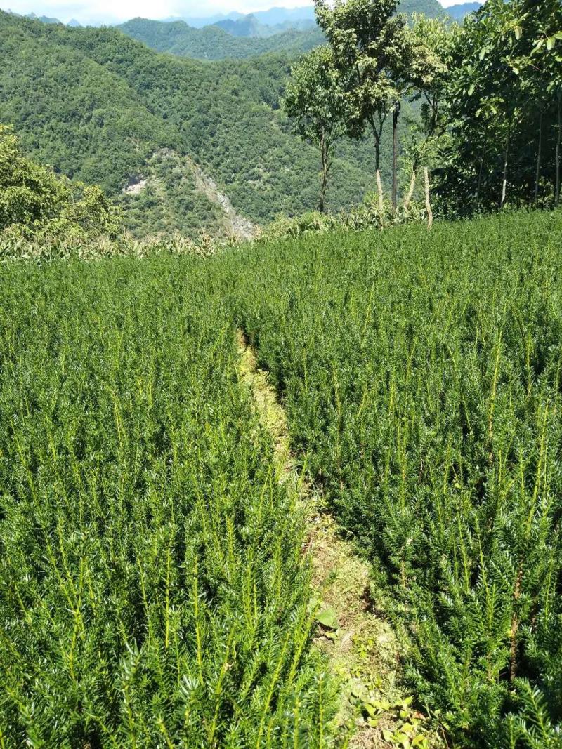 基地直销红豆杉0.5公分1公分2公分3公分品种