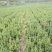 基地直销红豆杉0.5公分1公分2公分3公分品种