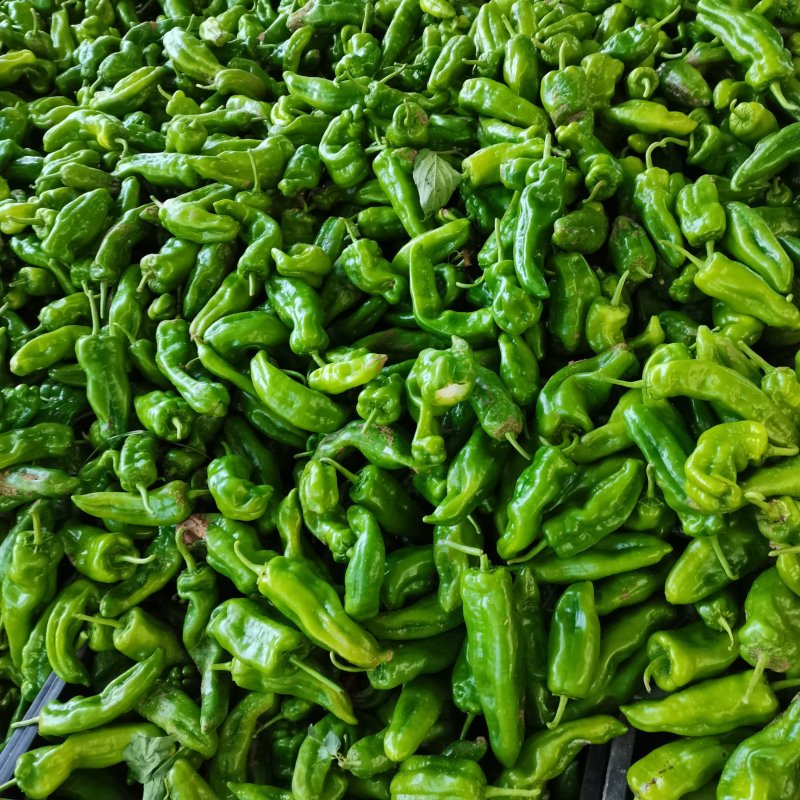 辣椒上市，线椒，泡椒，小米椒，颜色鲜亮，诚信经营。