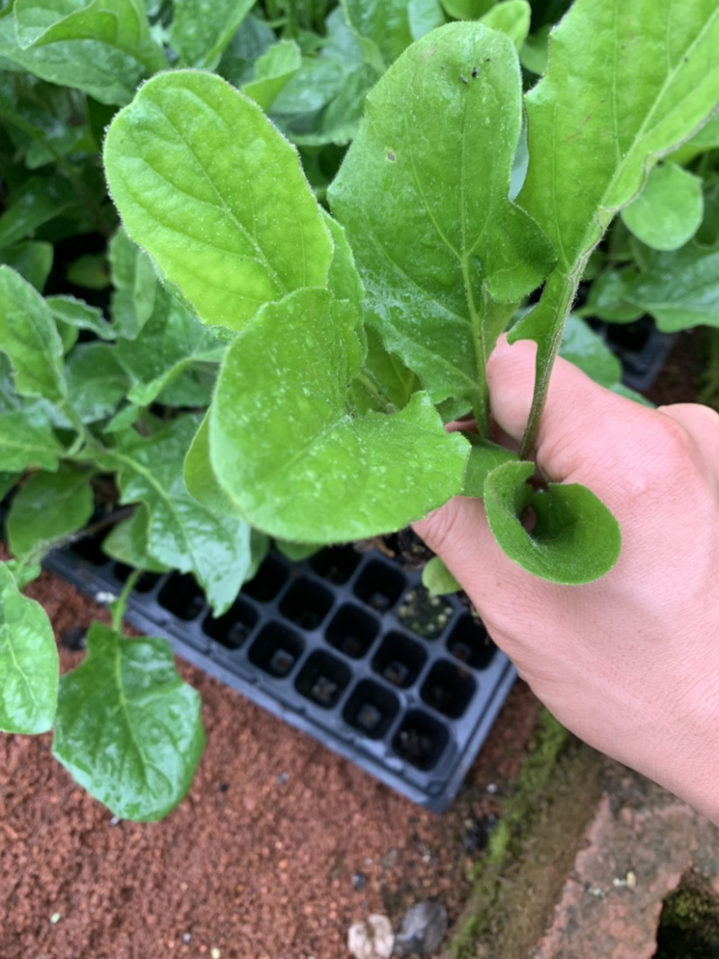 非洲菊种苗菊花苗扶朗花苗切花苗菊花种苗