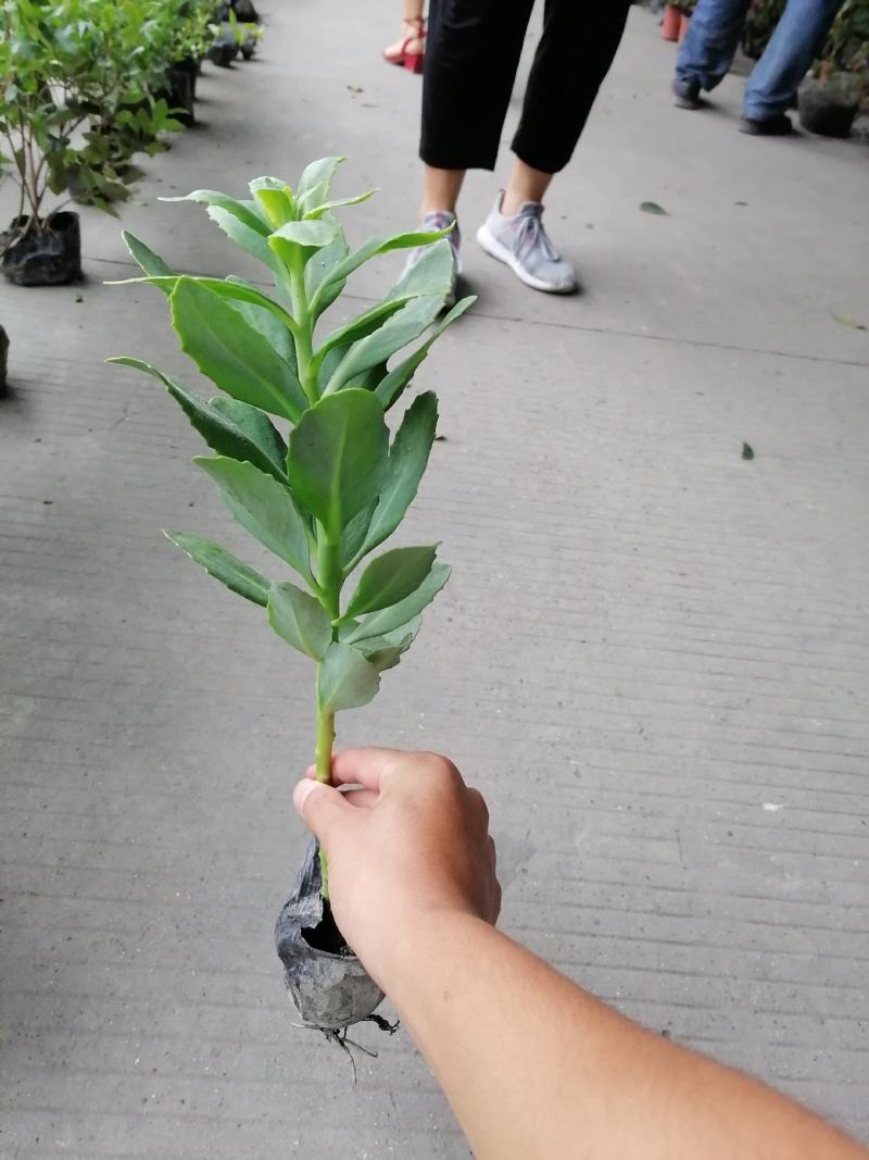 基地直销八宝景天肉质草本植物八宝景天批发