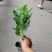基地直销八宝景天肉质草本植物八宝景天批发
