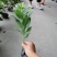 基地直销八宝景天肉质草本植物八宝景天批发