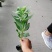 基地直销八宝景天肉质草本植物八宝景天批发