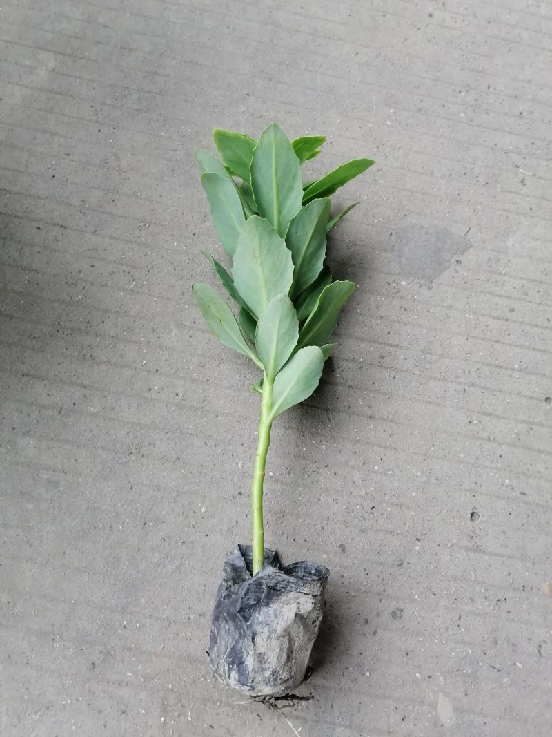 基地直销八宝景天肉质草本植物八宝景天批发