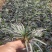 玉龙草，短叶沿阶草，短叶书带草，基地长期供应各类地被苗