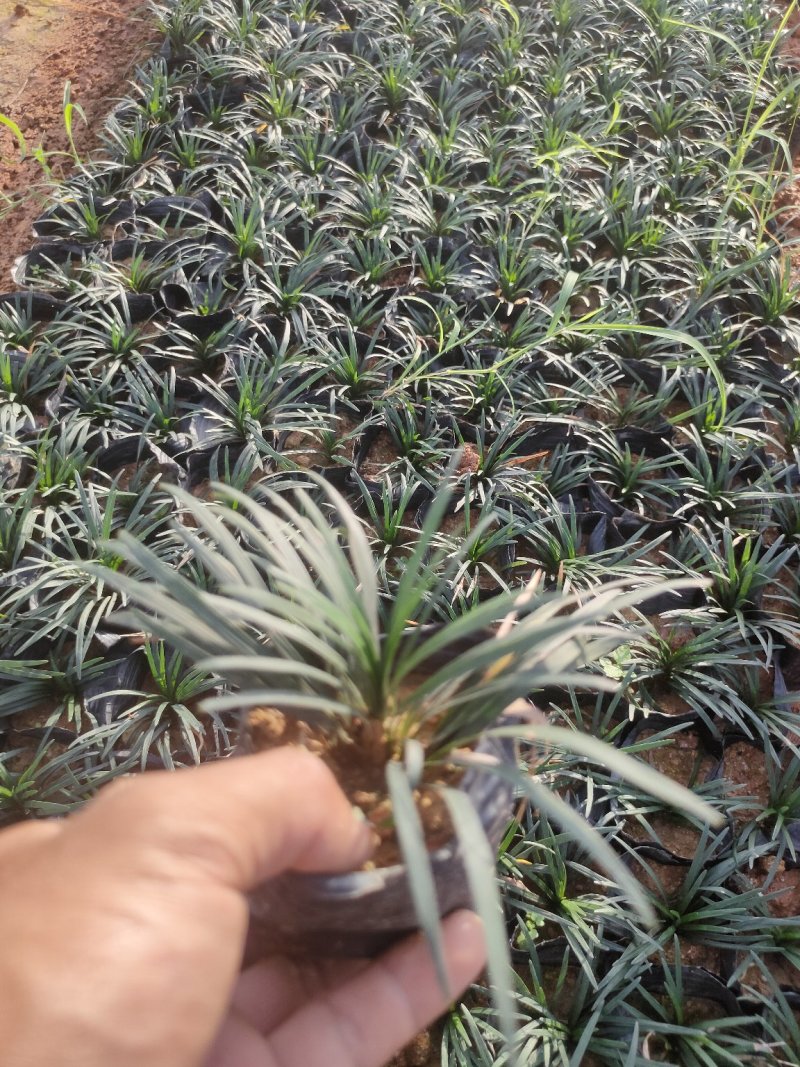 玉龙草，短叶沿阶草，短叶书带草，基地长期供应各类地被苗