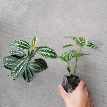 基地直销冷水花一手货源批发