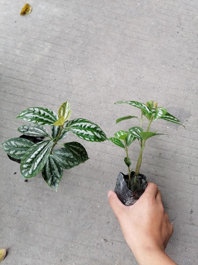基地直销冷水花一手货源批发