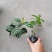 基地直销冷水花一手货源批发