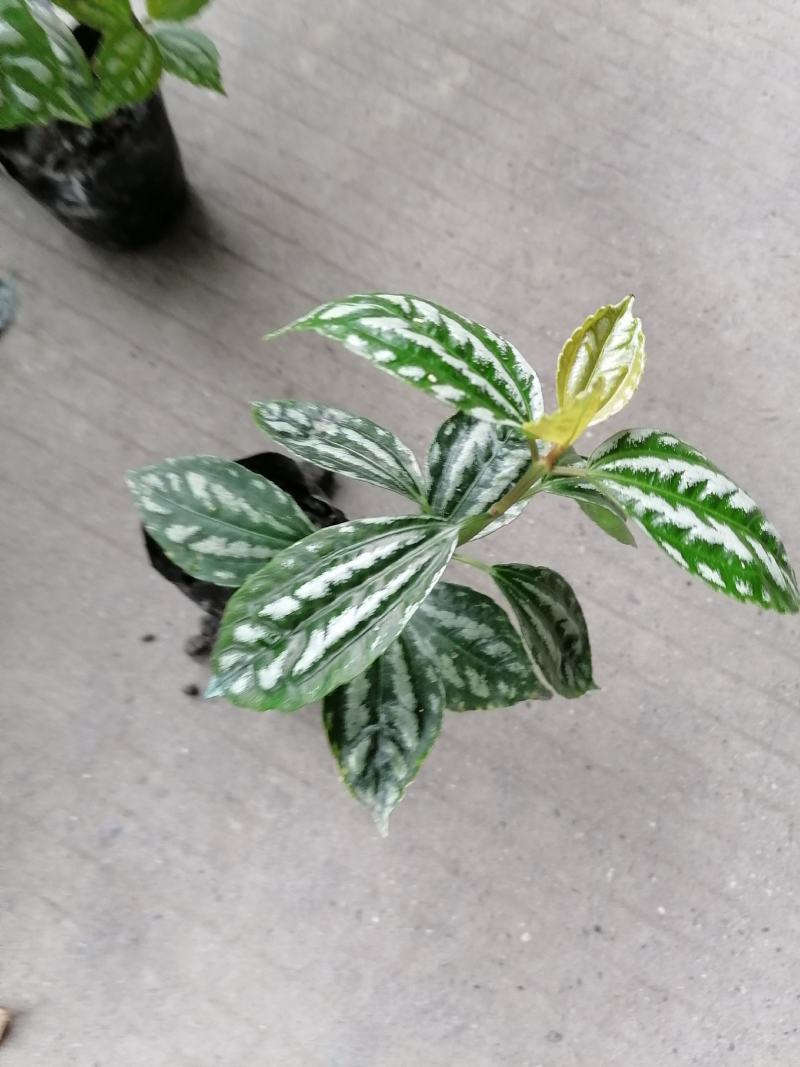 基地直销冷水花一手货源批发