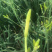 黄花菜鲜货湖南祁东基地直采带打包各种克重