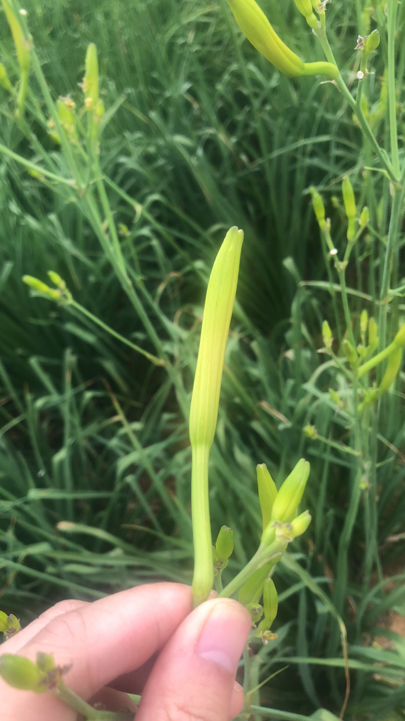 黄花菜鲜货湖南祁东基地直采带打包各种克重
