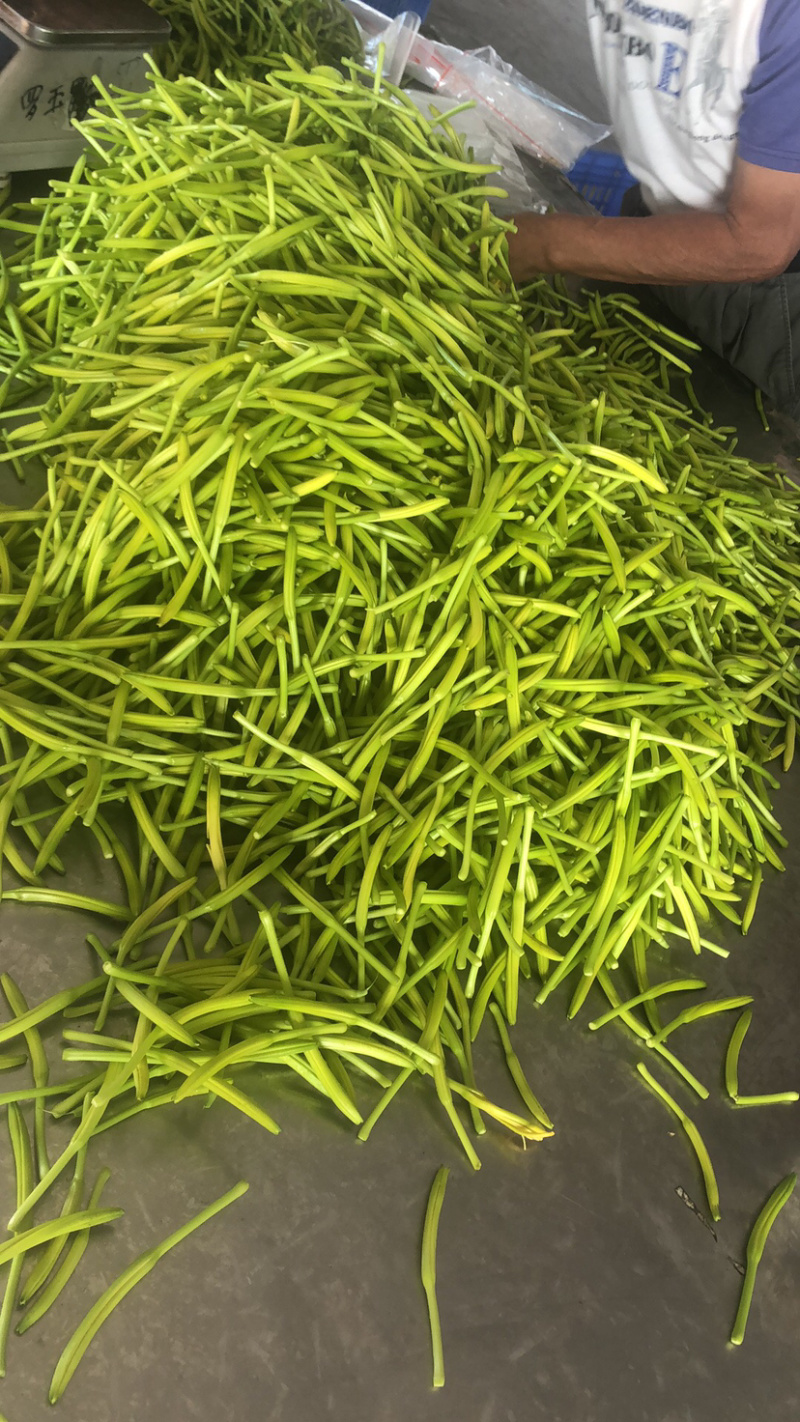黄花菜鲜货湖南祁东基地直采带打包各种克重