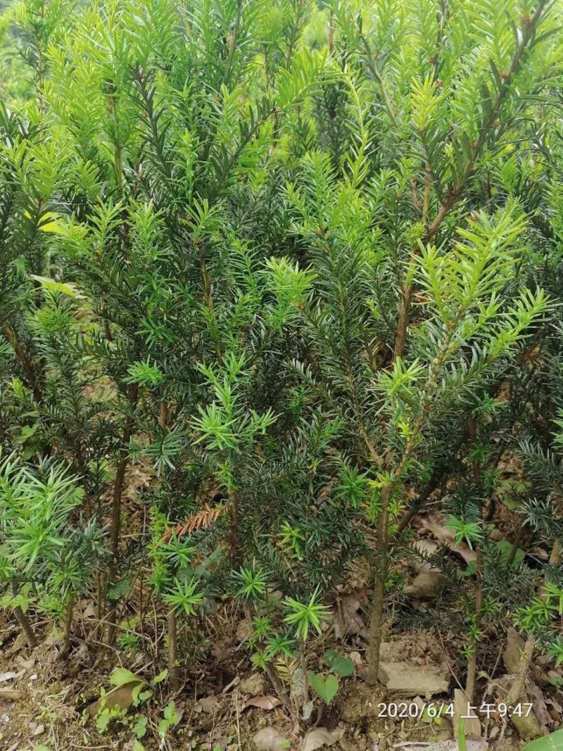 红豆杉基地，精品红豆杉。